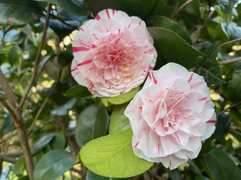 fruehling-1